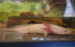 Axolotl reptiles for sale: 2 Axolots with pump, fish tank and cabinet - Image 4