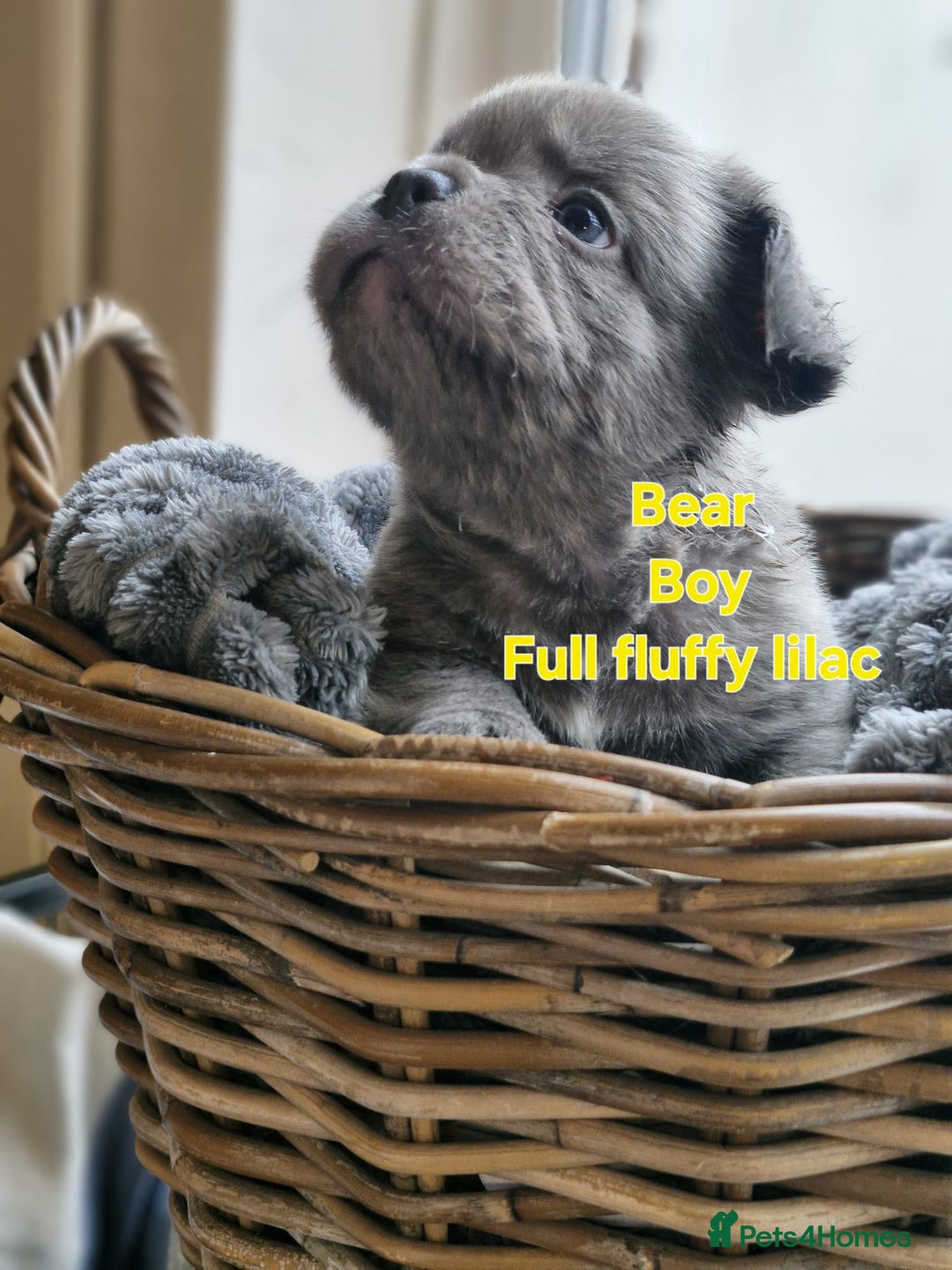 French Bulldog dogs for sale: French bulldog FLUFFY pups - Image 2