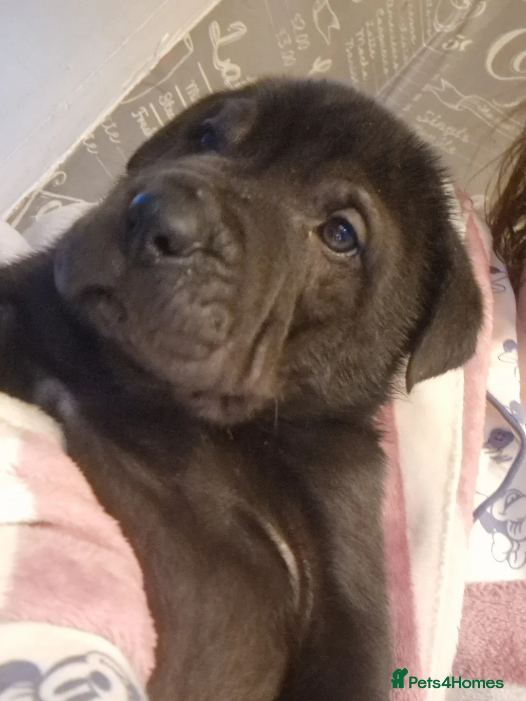 Mixed Breed dogs for sale: 11 chunky rottpei puppys  - Advert 7