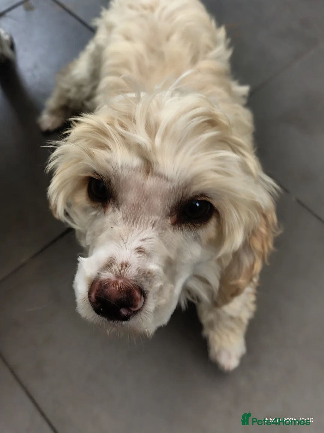 Cockapoo dogs for sale: Cockapoos last 4 little girls - Advert 2