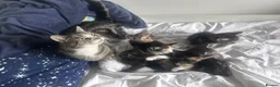 Mixed Breed cats for sale: Kittens looking forever home  in Reading - Advert 2