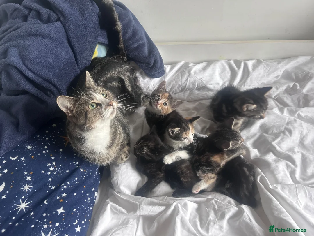 Mixed Breed cats for sale: Kittens looking forever home  in Reading - Advert 2