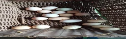 Chickens poultry for sale: Farm Chicks , Adult Layers & Cockerels 12 Breeds - Advert 4