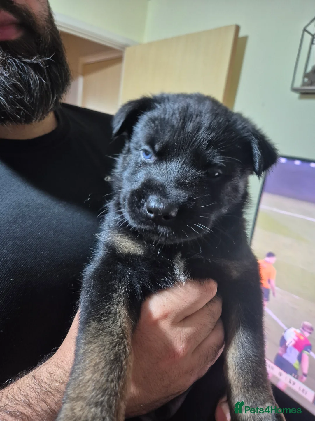 Mixed Breed dogs for sale: READY NOW! Stunning litter of puppies!! - Advert 26
