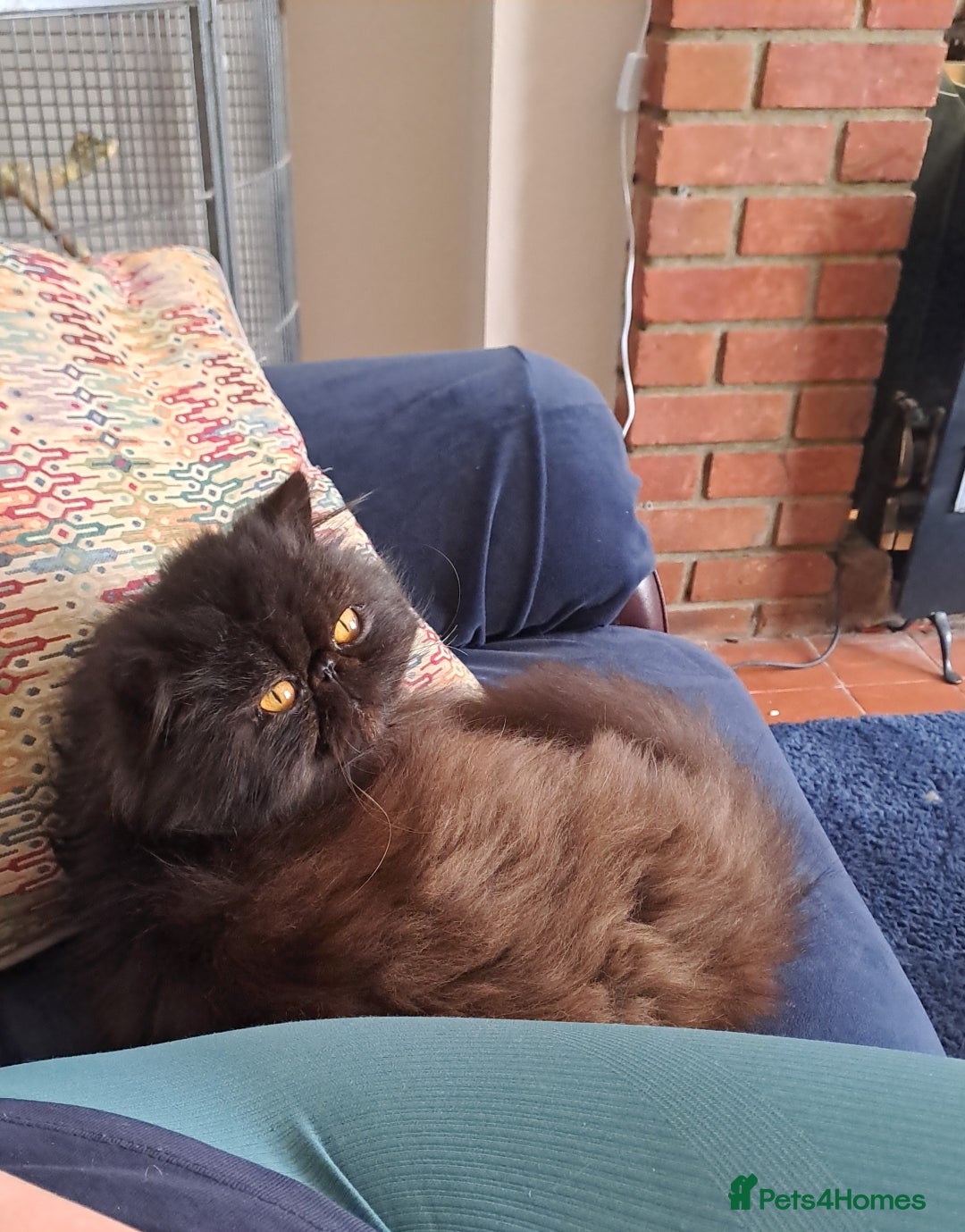 Persian cats for stud: Gccf brother's for stud!!  - Image 4