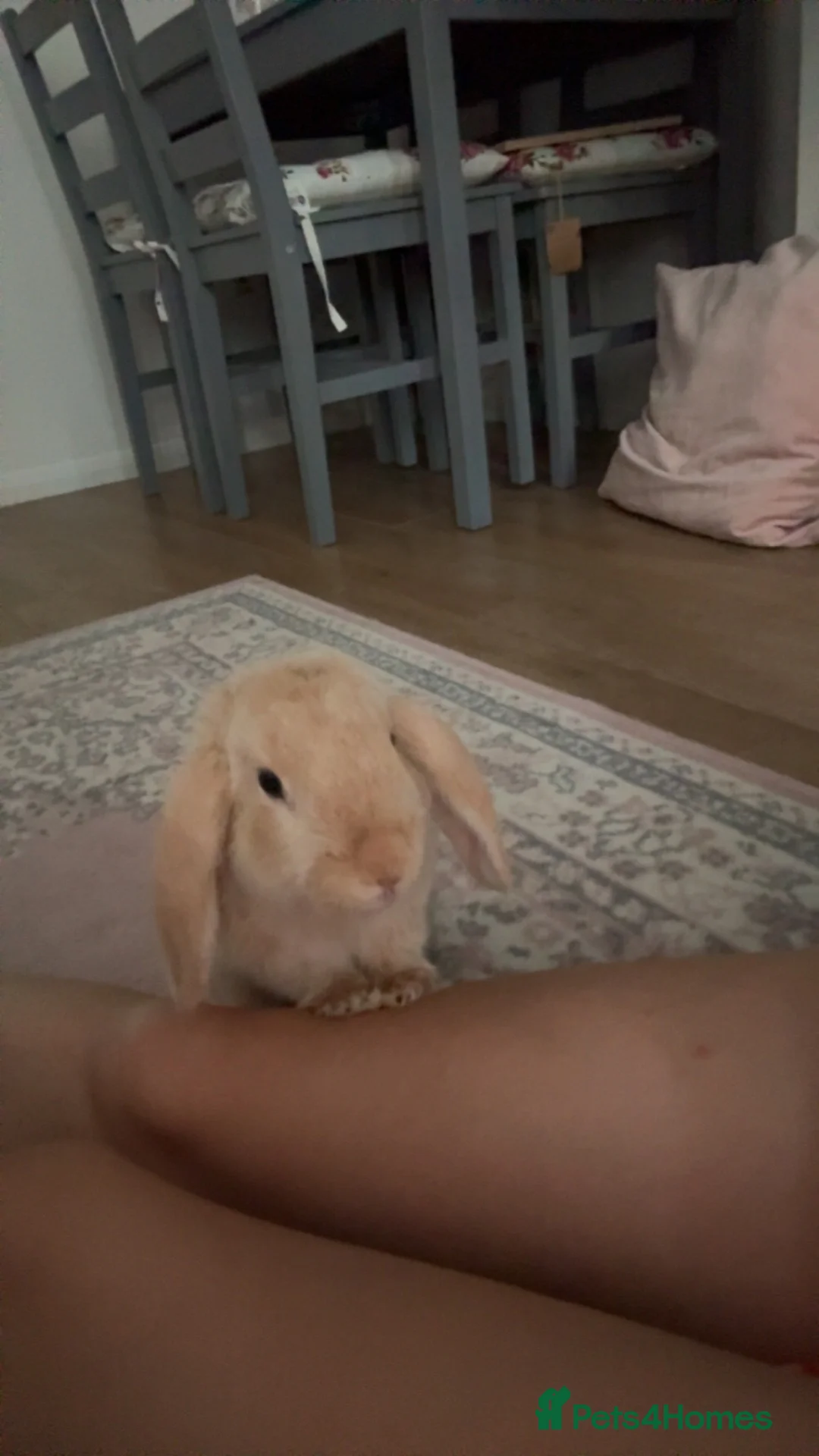 Mini Lop rabbits for sale: Two Mini Lop Rabbits in London - Advert 1