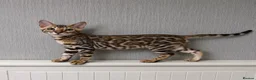 Bengal cats for sale: 🐆Adorable bengal kitten 🐆 - Advert 1