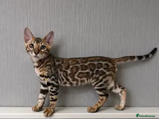 Bengal cats 🐆Adorable bengal kitten 🐆 - Advert 4