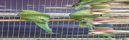 Parrots birds for sale: Stunning Parrots/Parakeets/Amazons  - Advert 4
