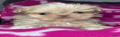 Shih Tzu 2