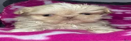 Shih Tzu dogs for sale: Tiny imperial shihtzu puppies - Advert 2