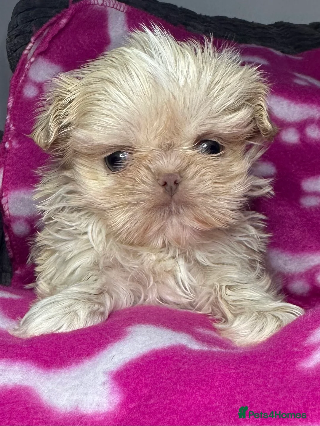 Shih Tzu dogs for sale: Tiny imperial shihtzu puppies - Advert 2