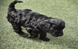 Cavapoo dogs for sale: Cavapoo puppies available from 27.9.25 - Image 15
