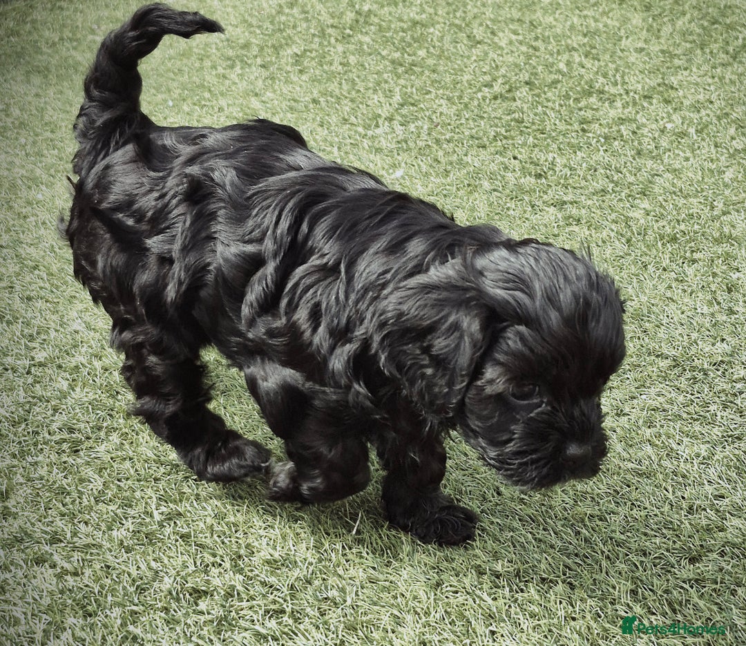 Cavapoo dogs for sale: Cavapoo puppies available from 27.9.25 - Image 15