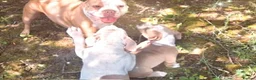 American Bully dogs for sale: Stunning Female American Bully - Vaccinated - Advert 28