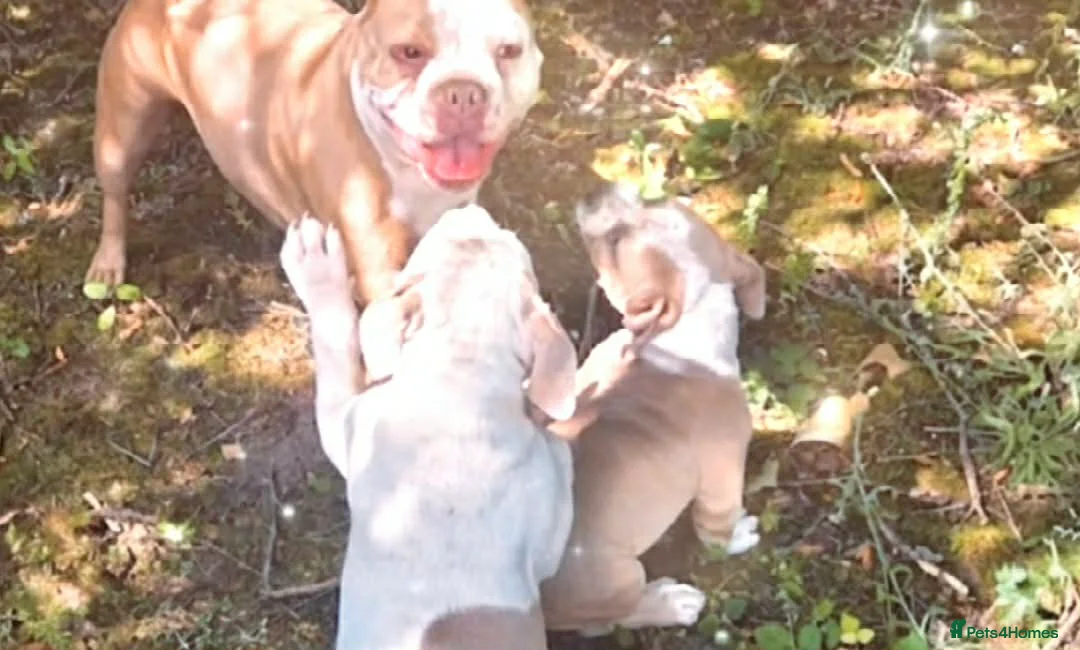 American Bully dogs for sale: Stunning Female American Bully - Vaccinated - Advert 28