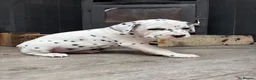 Dalmatian dogs for sale: Dalmatian puppies (5 males and 2 bitches) - Advert 12