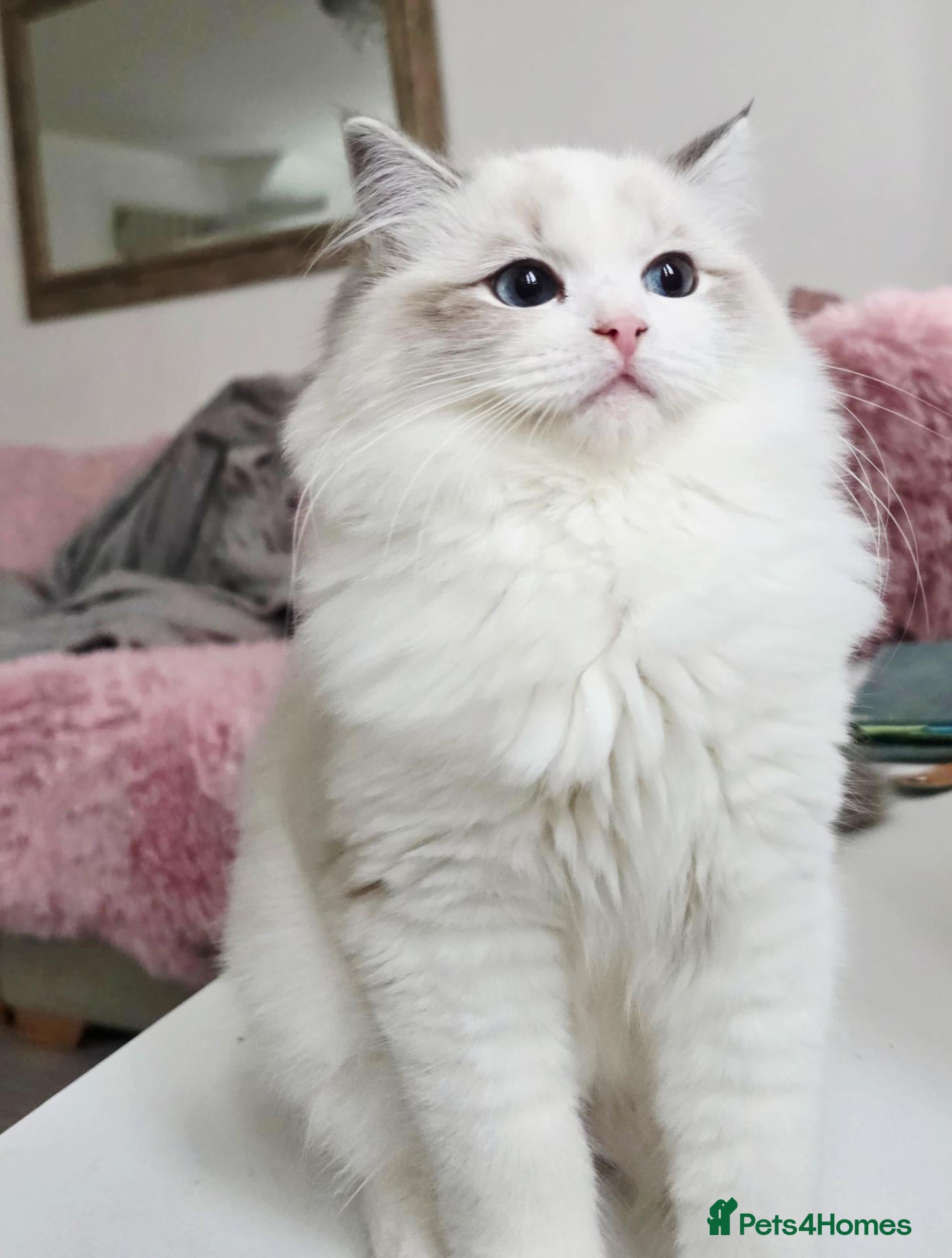 Ragdoll cats for sale: DOB 10/06/26✨️Champion European lines. Tica - Advert 1