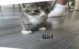 Mixed Breed cats for sale: Beautiful mixed breed ready to leave now x  - Image 3
