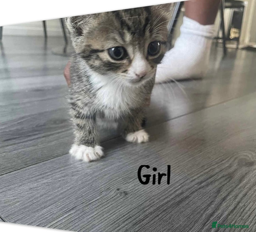 Mixed Breed cats for sale: Beautiful mixed breed ready to leave now x  - Image 3
