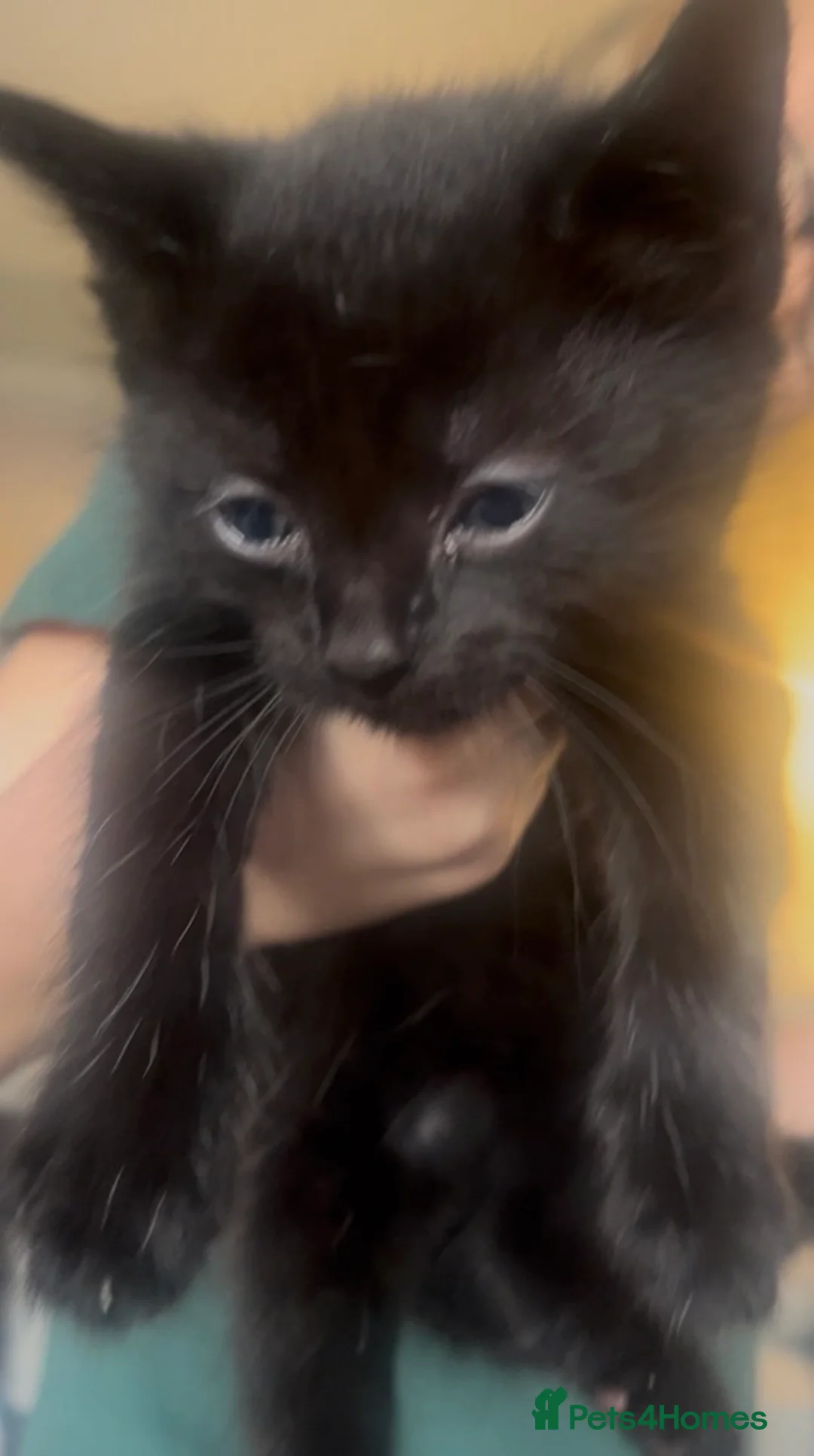 British Shorthair cats for sale: 10 week old kitten  - Advert 1