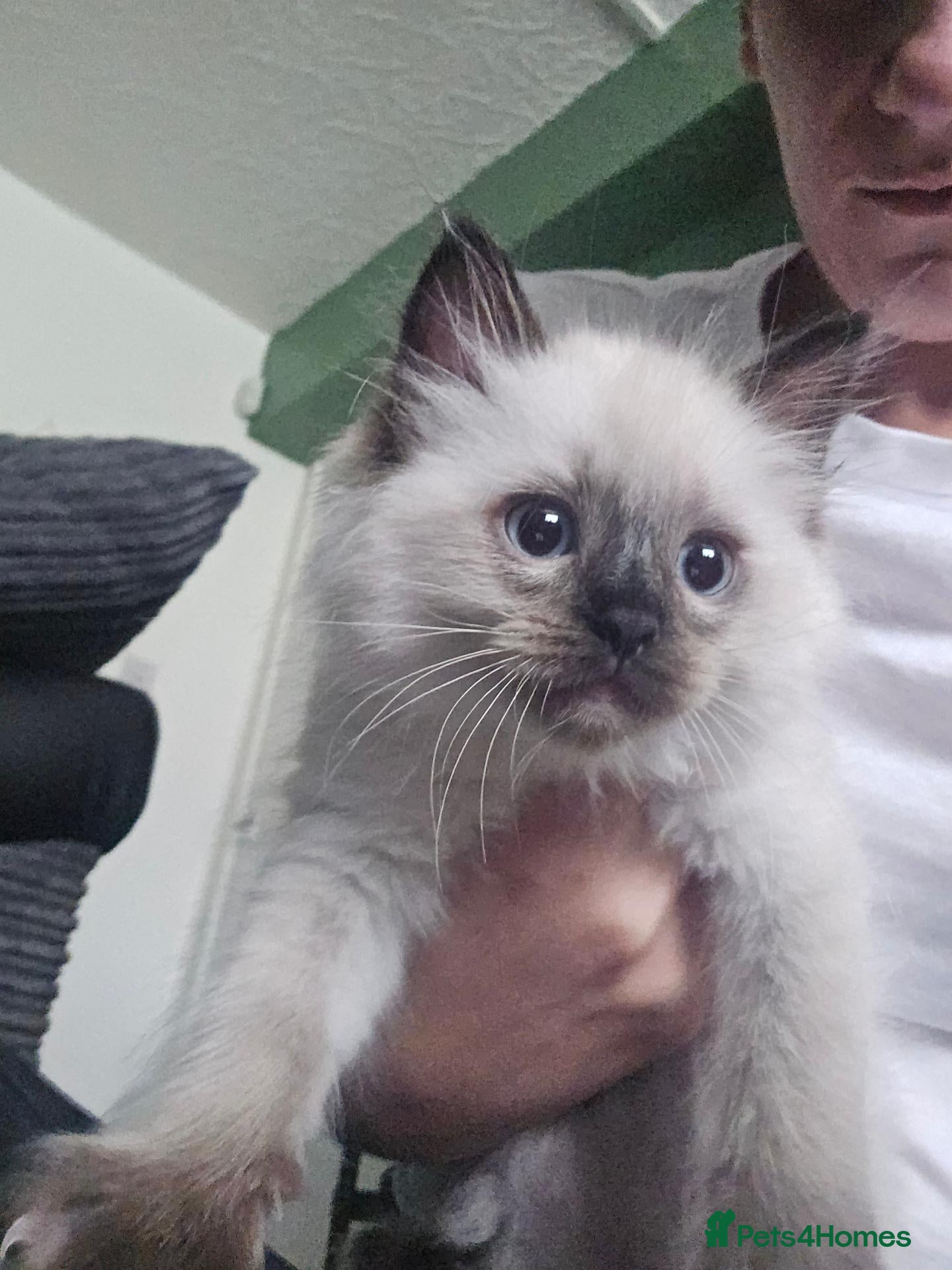 Ragdoll cats Male 9 week old seal point ragdoll - Advert 2