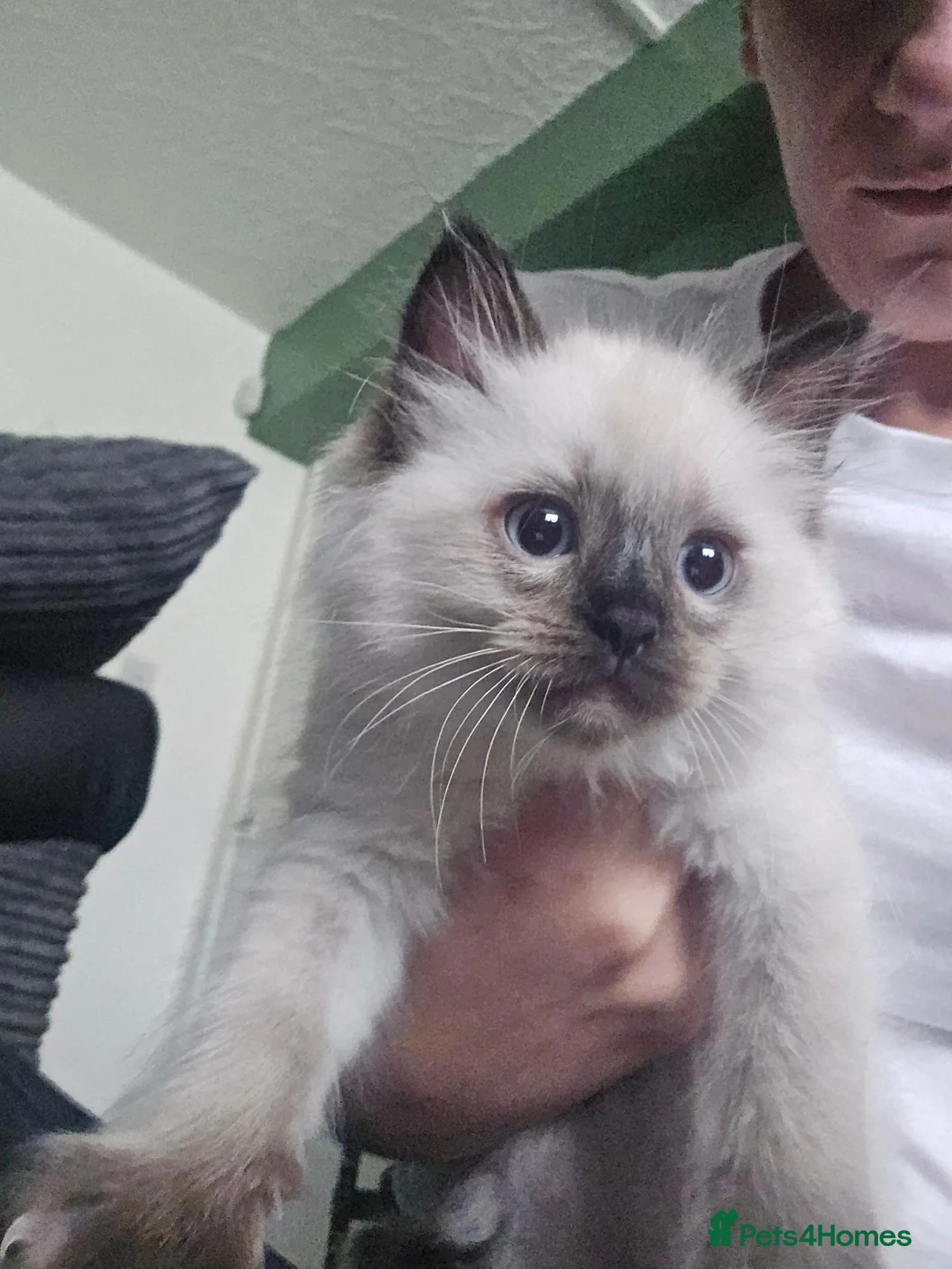 Ragdoll cats for sale: Male 9 week old seal point ragdoll in Sheffield - Advert 1