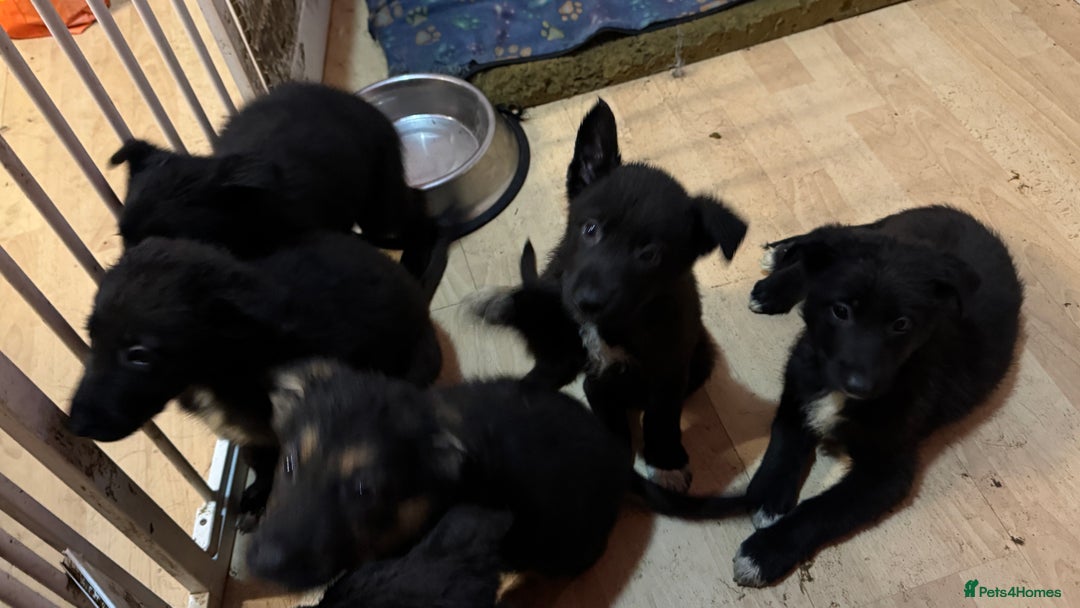 Mixed Breed dogs for sale: German shepherd x border collie - Image 3