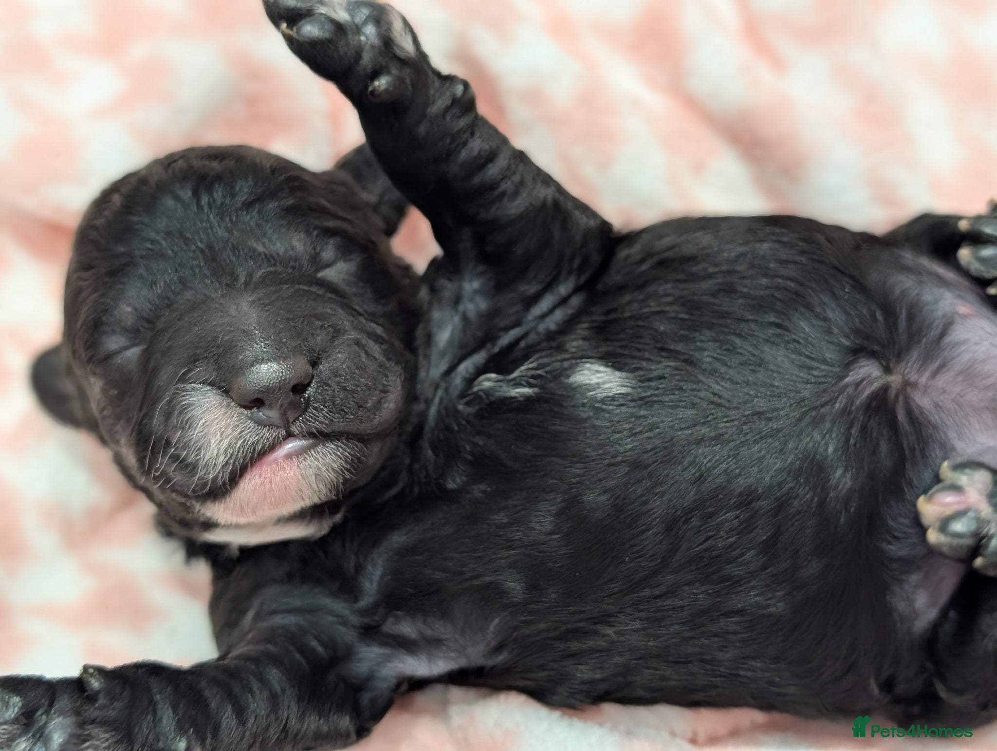 Cockapoo dogs Beautiful F1 Black Cockapoo puppy for sale - Advert 13