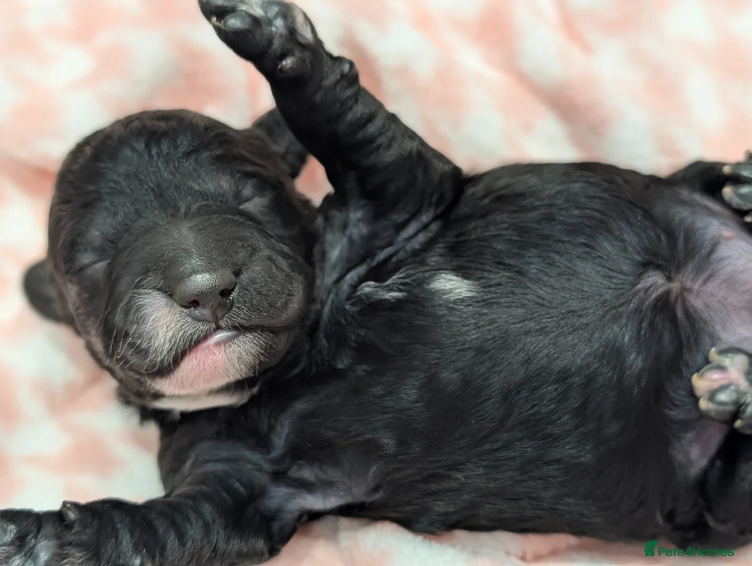 Cockapoo dogs for sale: Beautiful F1 Black Cockapoo puppy for sale - Advert 1