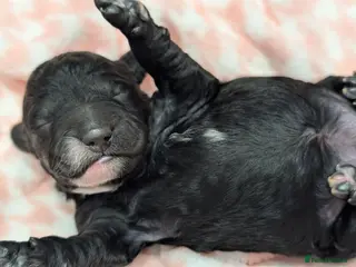 Cockapoo dogs Beautiful F1 Black Cockapoo puppy for sale - Advert 4