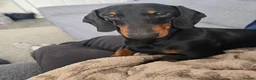 Dachshund dogs for sale: Lucky in Heywood - Advert 4