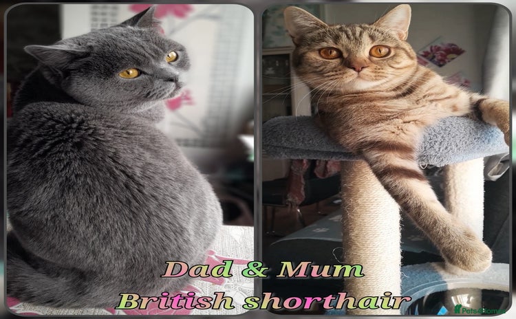 British Shorthair cats British kittens  - Advert 13