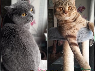 British Shorthair cats British kittens - Advert 4