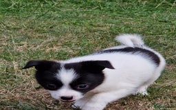 Mixed Breed dogs for sale: Jack Russel x pomeranian - Image 13