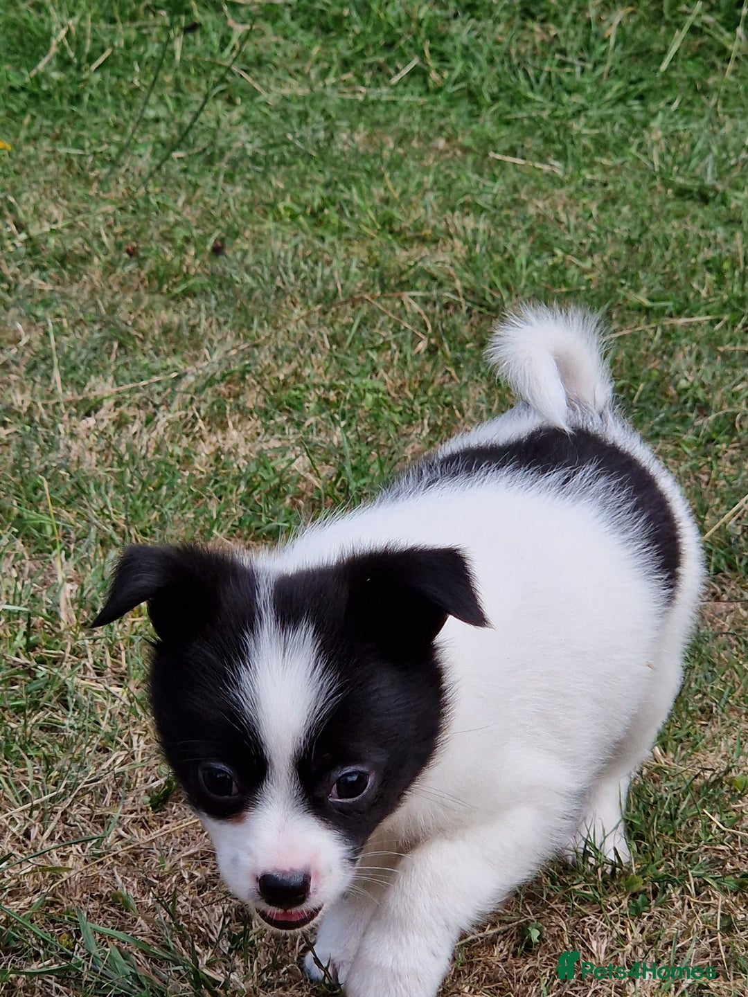 Mixed Breed dogs for sale: Jack Russel x pomeranian - Image 13