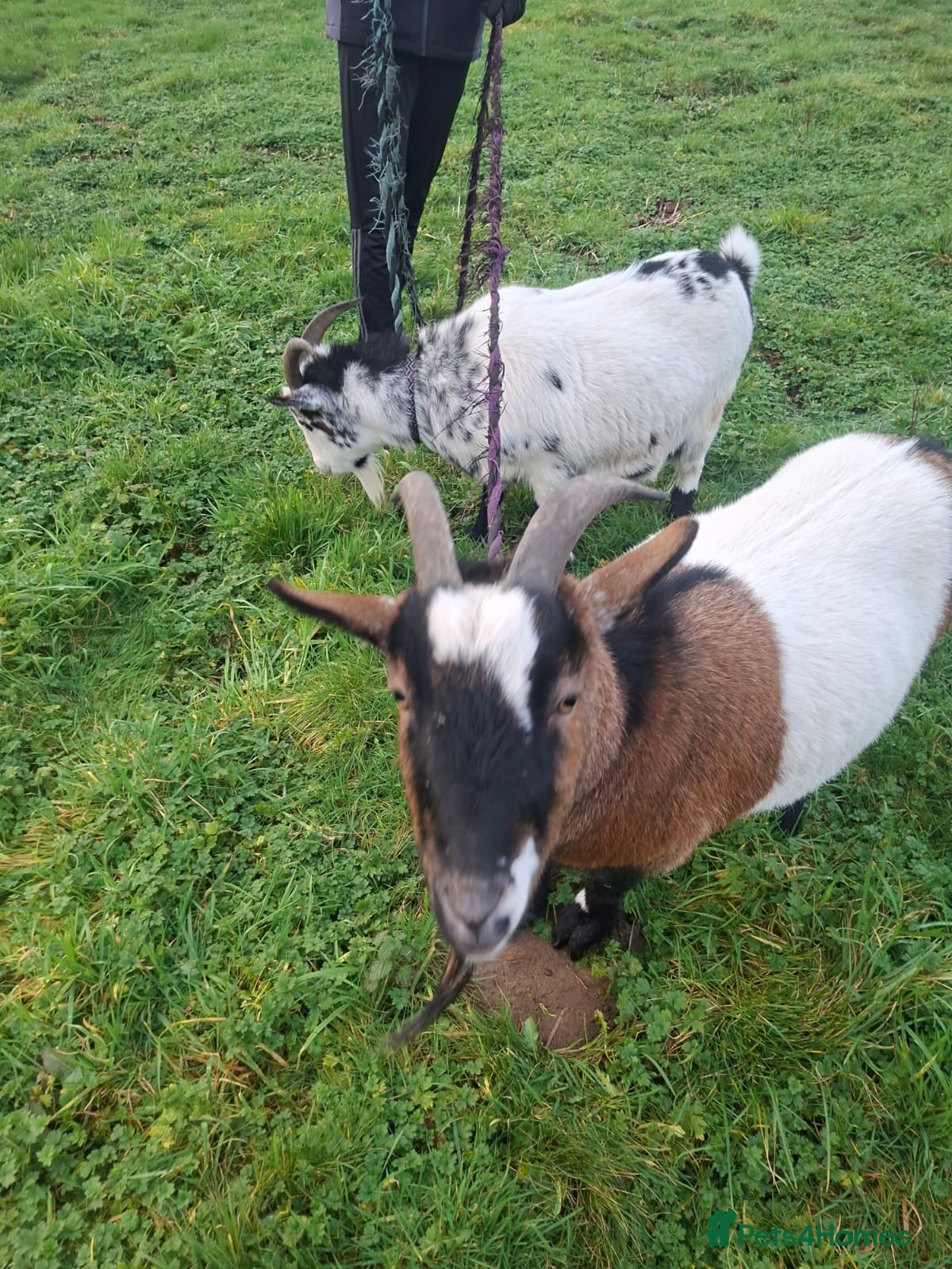 Goats livestock PygmyxNigerian male goats - Advert 11