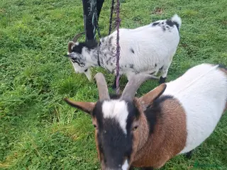 Goats livestock PygmyxNigerian male goats - Advert 11