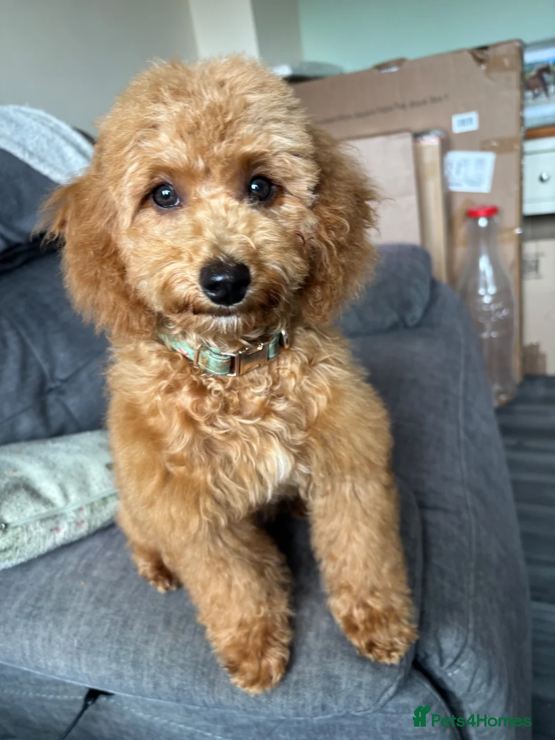 Miniature Poodle dogs for stud: Proven health tested Miniature Poodle Stud  - Advert 2