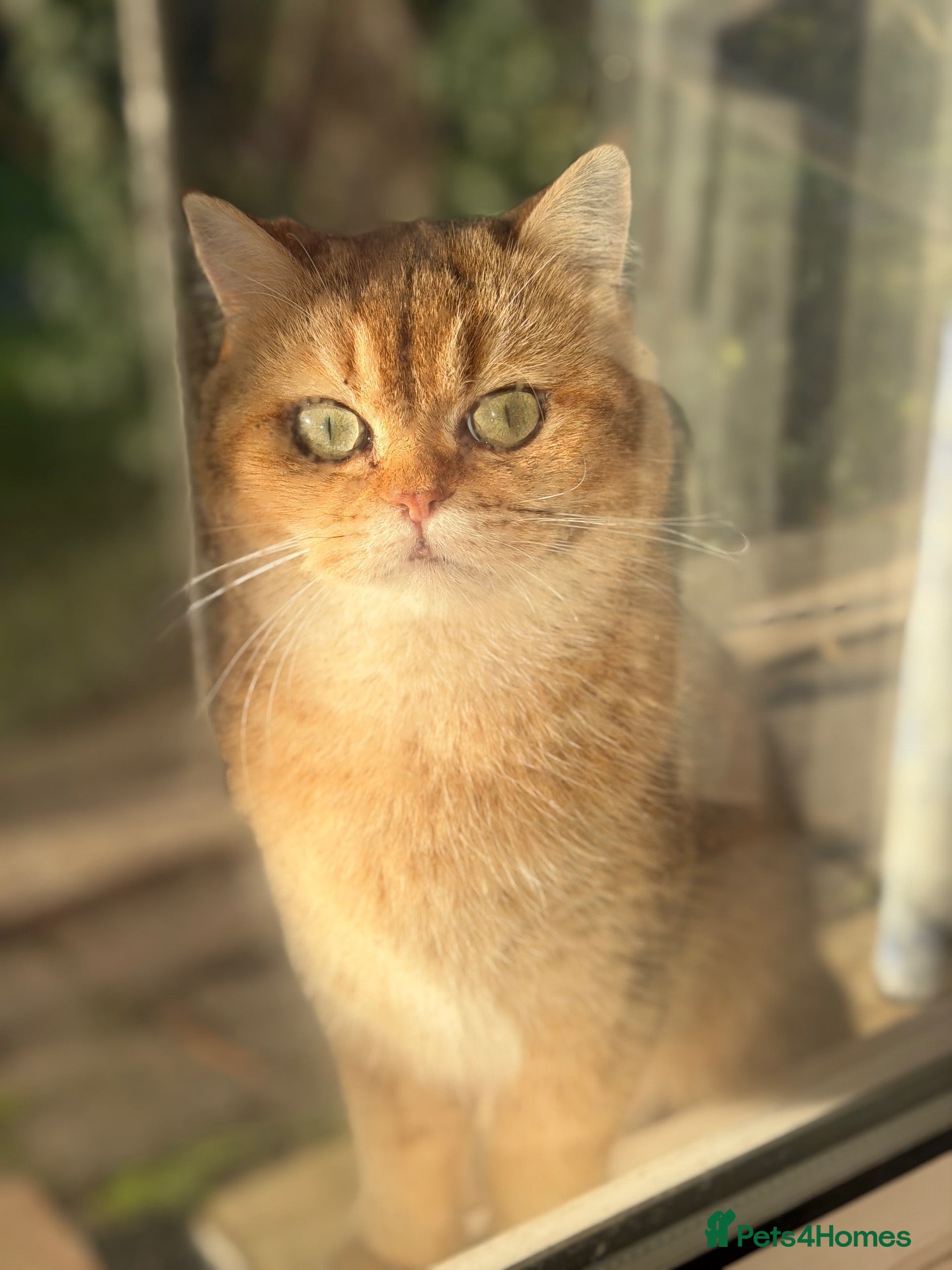 British Longhair cats NY12 Two Beautiful Female Cats Looking for Loving - Advert 3