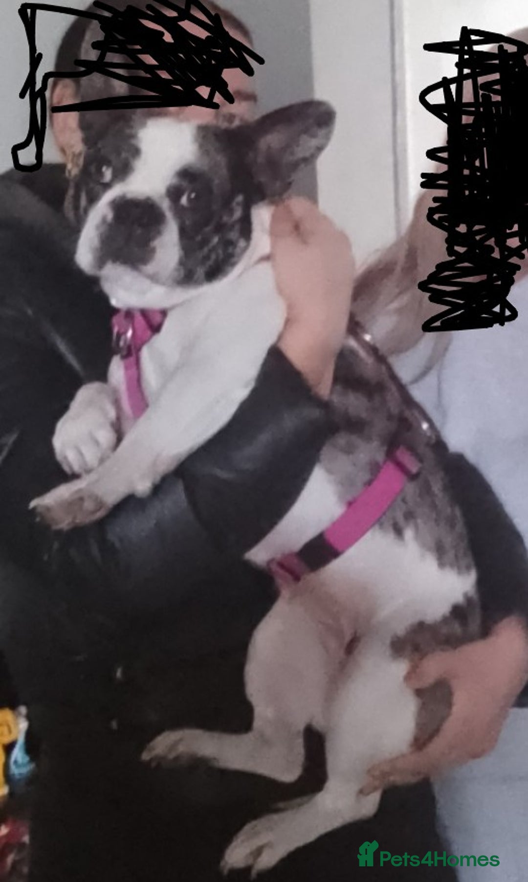 French Bulldog dogs for sale: Beautiful friendly Frenchie girl merle  - Advert 5