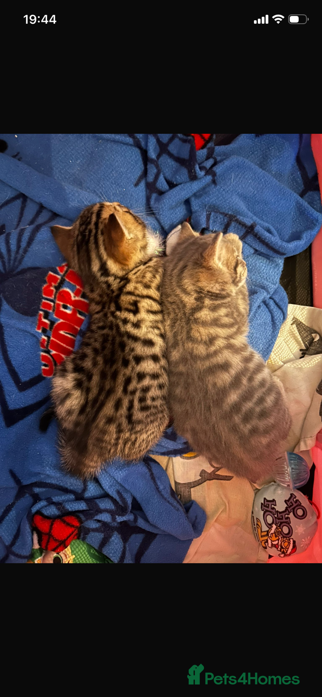 Savannah cats for sale: F4-F5+Savannah Kittens - Advert 10