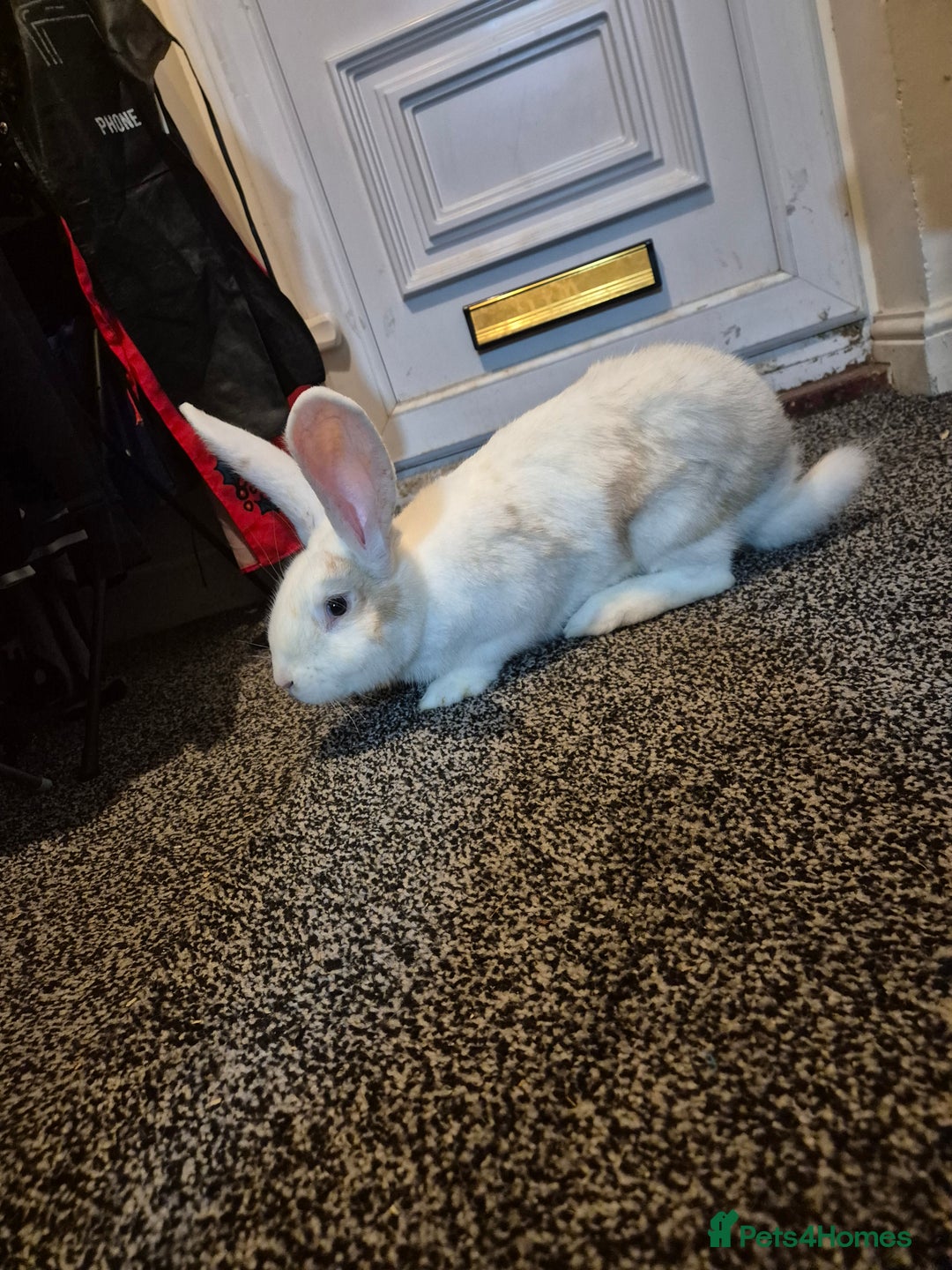 British Giant rabbits for sale: 2 giant continentals for sale  - Advert 1