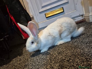 British Giant rabbits 2 giant continentals for sale - Advert 1