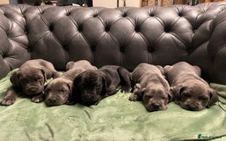 Mixed Breed dogs for sale: STUNNING MASTIFF/GREAT DANE PUPPIES - Advert 7