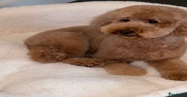 Miniature Poodle dogs - Advert 7