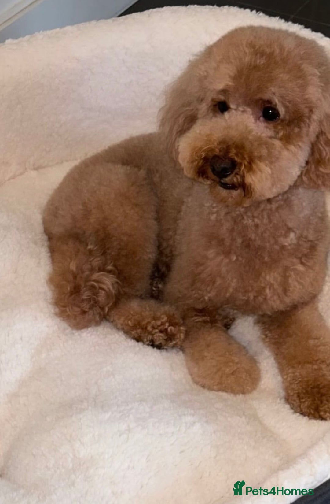 Miniature Poodle dogs for sale: ✨ Last boy available kc miniature poodle ✨ - Image 8