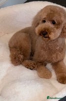 Miniature Poodle dogs - Advert 15