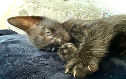 Mixed Breed cats for sale: Beautiful siamese mix kittens - Image 6