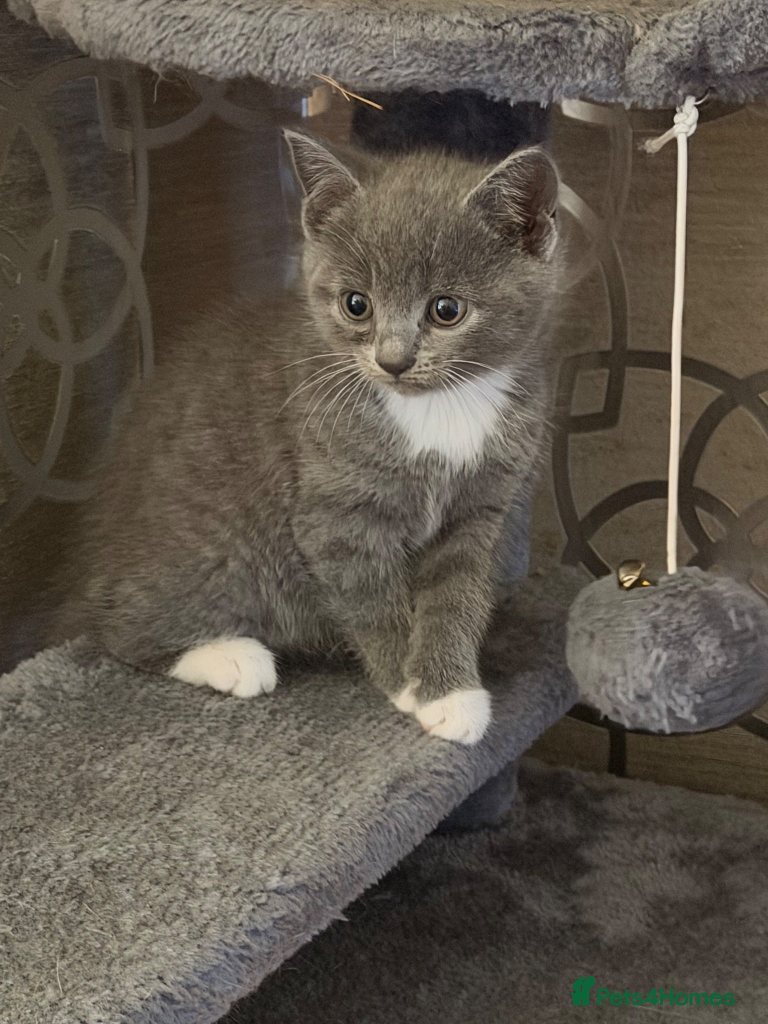 British Shorthair cats Beautiful British shorthair cross kitten - Advert 5